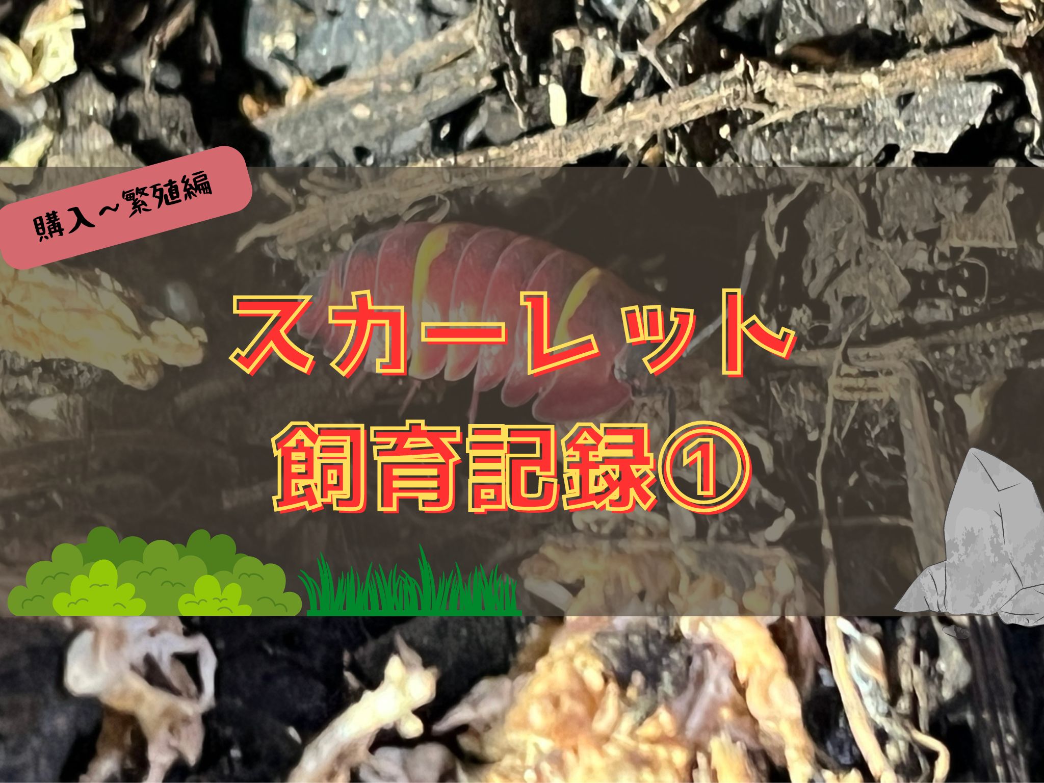 メルラネラスカーレット飼育日記のタイトルです。